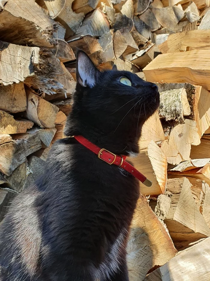 Summer resident - My, cat, Firewood, Dacha