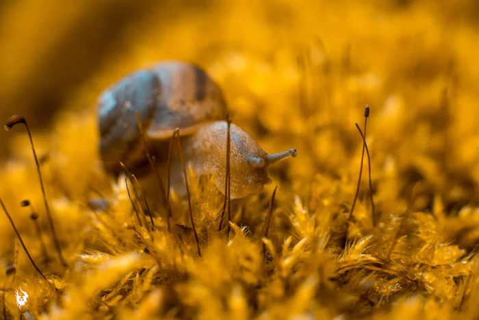amber spring - My, Macro, Drops, Snail, Longpost, Macro photography