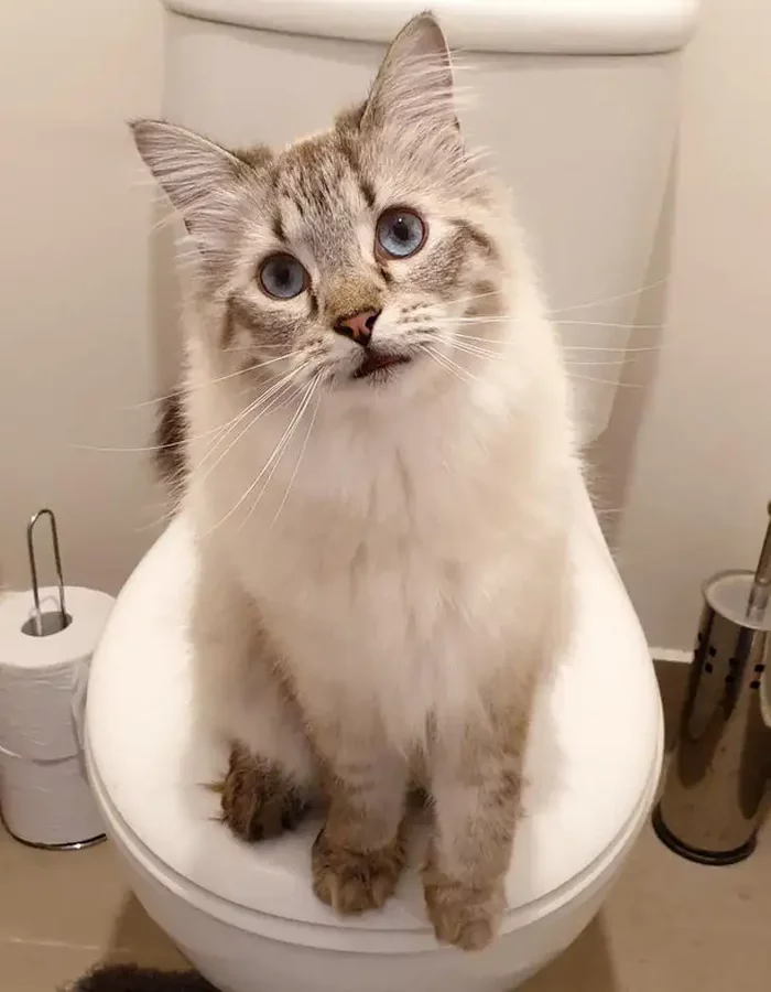 What do you want? This is now my throne! - cat, Toilet, Busy, Humor