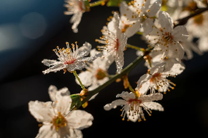 Springtime is coming! Part 1 - My, Spring, Nature, Morning, Flowers, The photo, Republic of Belarus, Courtyard, beauty, Longpost