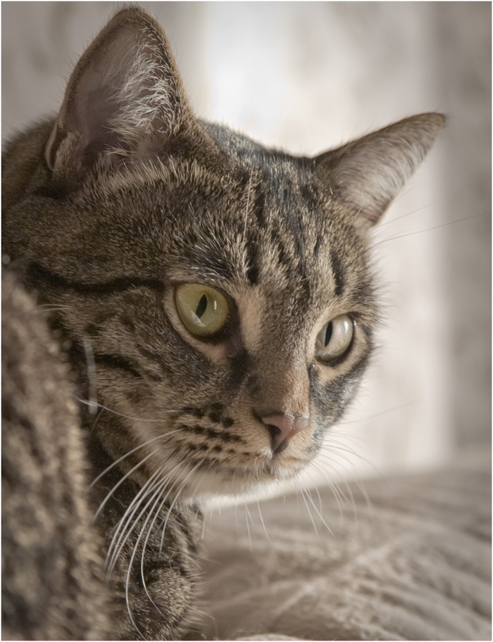  , , Canon 5D