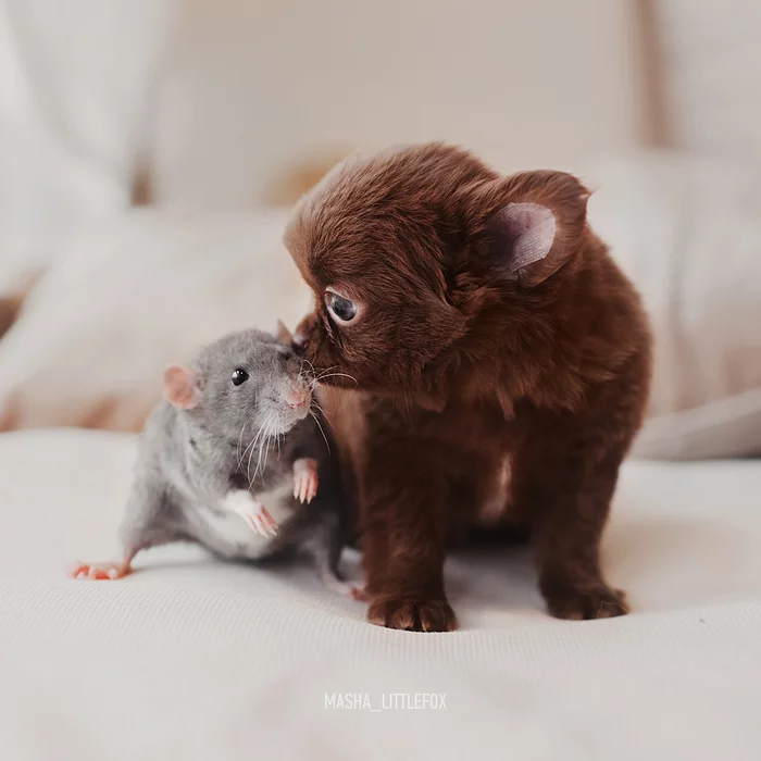 A little cuteness :) - My, Chihuahua, Milota, Rat, Rat dumbo, Puppies, friendship, Longpost