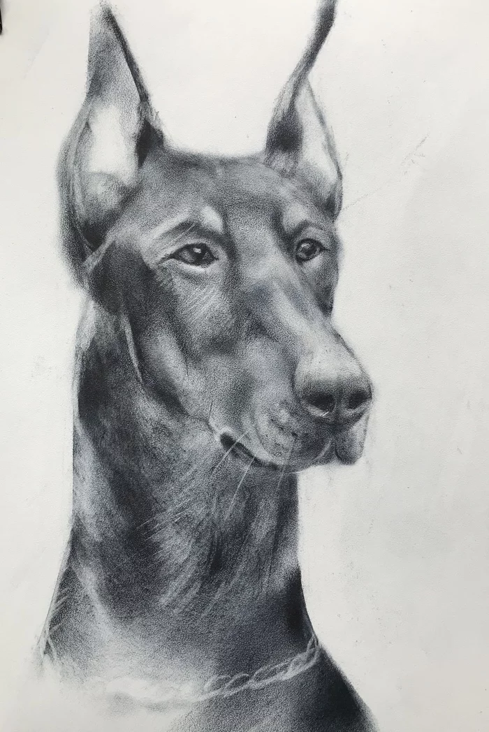 Doberman - My, Graphics, Luboff00, Doberman, Dog, Portrait, Drawing