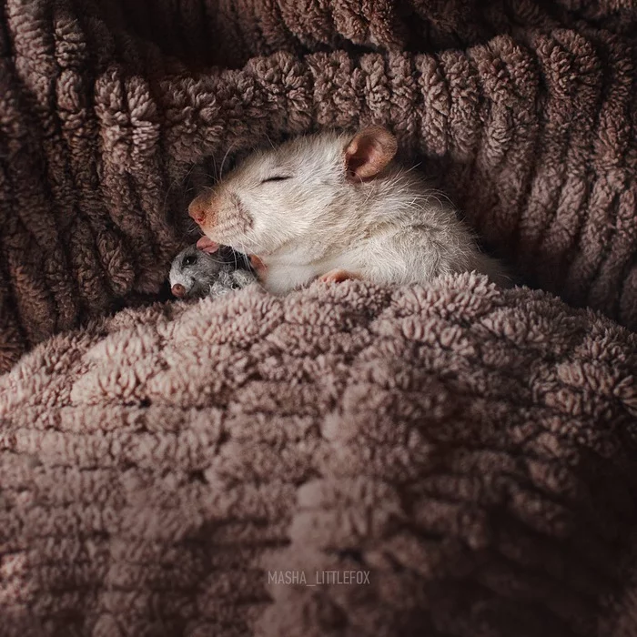 Sweet rat dreams - My, Rat, Decorative rats, Milota, Rat dumbo, Rodents