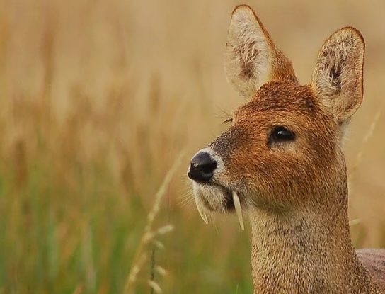 Saber-toothed deer - My, Deer, Musk deer, Animals, Land of the Leopard, Longpost