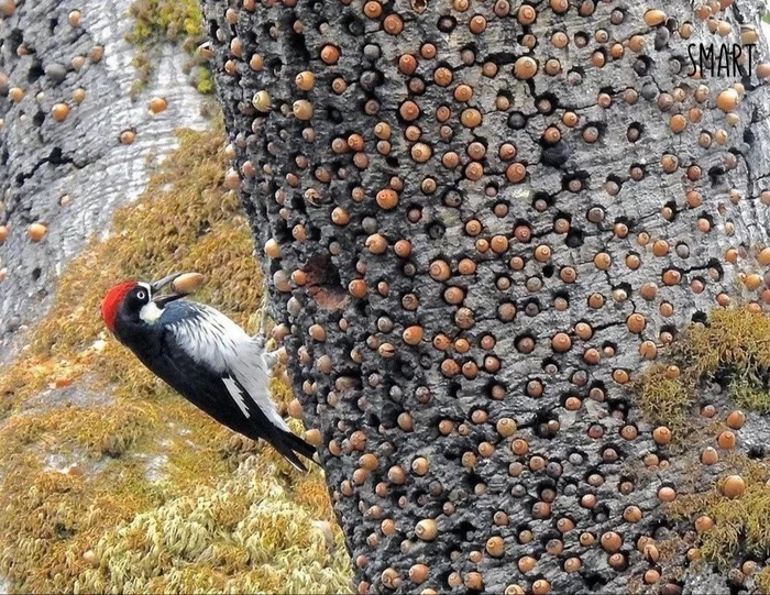 Woodpecker, like a typical official in Russia - My, Nature, Birds, Russia