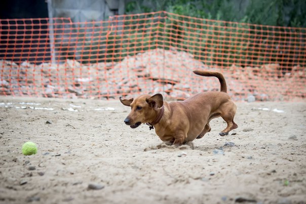 My dogs - My, Dog, St. Bernard, Dachshund, Longpost, The photo, Taxanakolesakh, Intervertebral hernia, Video