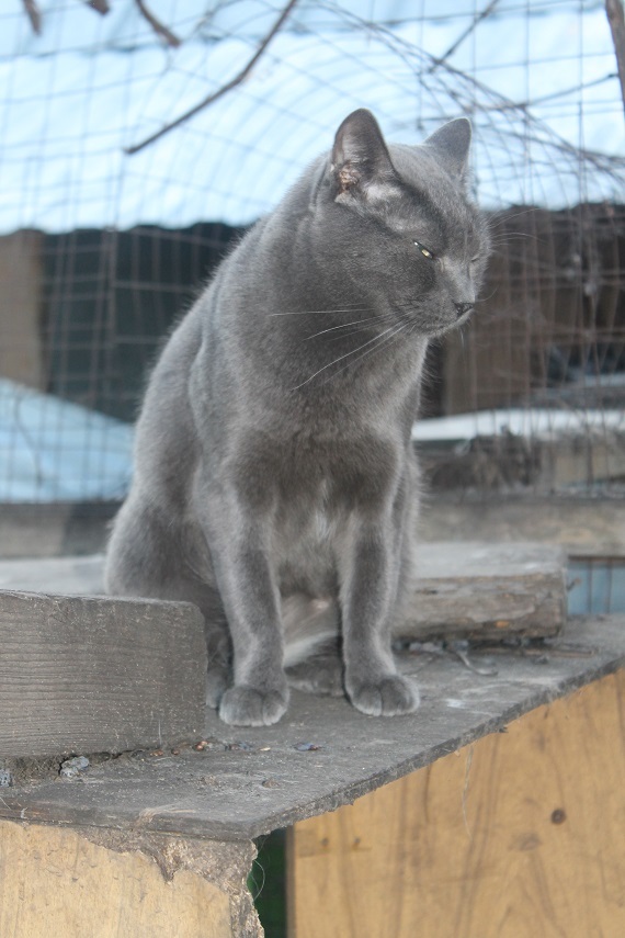 Life at the Kotoland home shelter 231 - My, cat, Shelter, Lipetsk, Shelter Cotoland, Help, Kindness, In good hands, Longpost