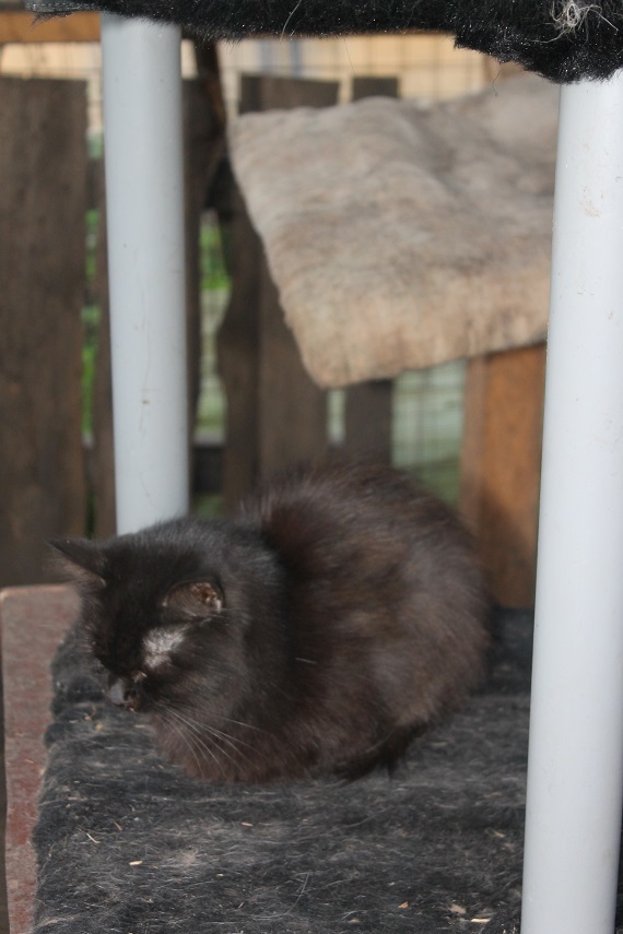 Life at the Kotoland home shelter 231 - My, cat, Shelter, Lipetsk, Shelter Cotoland, Help, Kindness, In good hands, Longpost