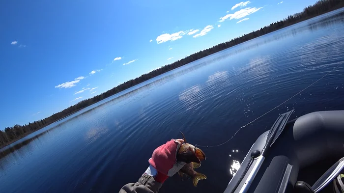 Secrets of the forest lake - Longpost, Video, Spring, Forest, Fishing, Pike, My