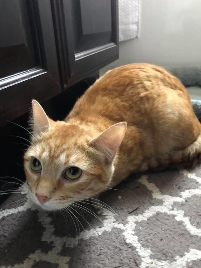 Когда набезобразничал и подлизываешься