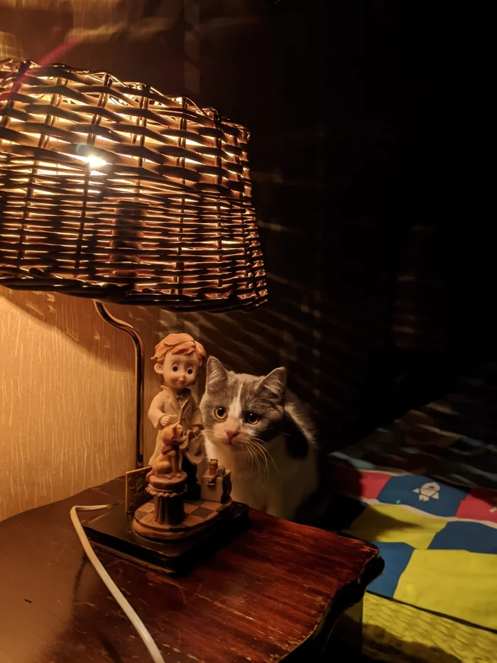 Now I have my own cat lamp!) - My, Cat with lamp, Moore, cat, The photo