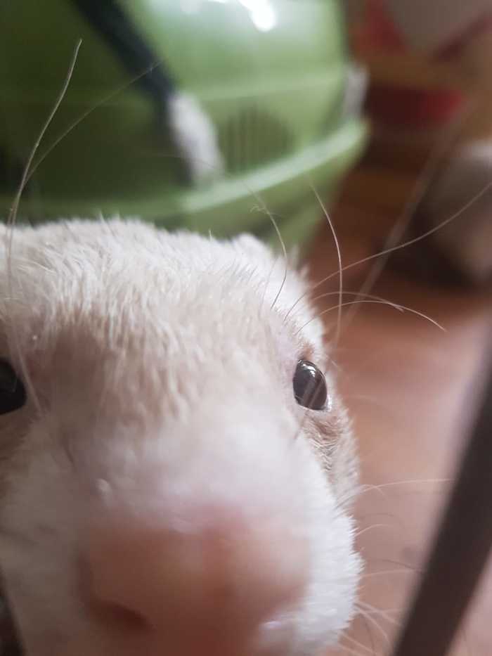 Curious nose - My, Ferret, Predator, Milota, Pets, Nose, Curiosity, Longpost