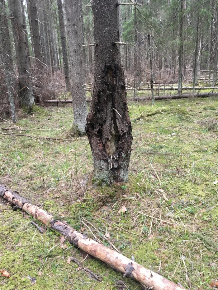 Tree exhibitionist - My, The photo, Forest