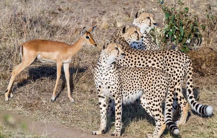 There must be something very interesting going on. - Cheetah, Impala, Africa, The photo, Wild animals, Small cats, Cat family