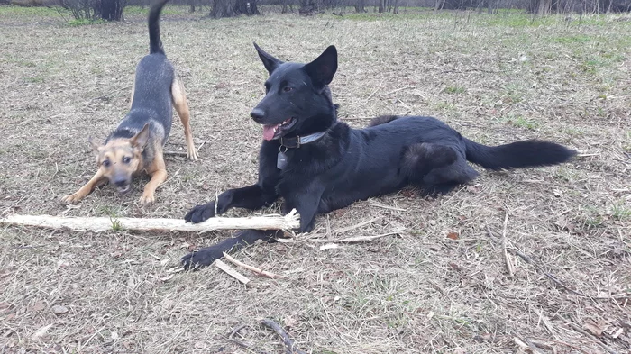 Puppy. 1 year. It was and became - Dog, Moscow, In good hands, No rating, Longpost, It Was-It Was