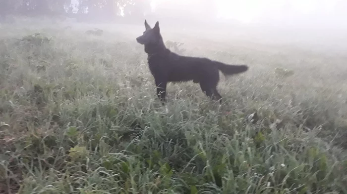 Puppy. 1 year. It was and became - Dog, Moscow, In good hands, No rating, Longpost, It Was-It Was