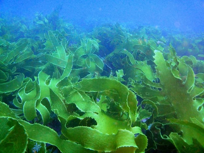 Such different algae - My, Seaweed, Biology, Nauchpop, Educational program, The science, Algology, Plants, cyanobacteria, Longpost