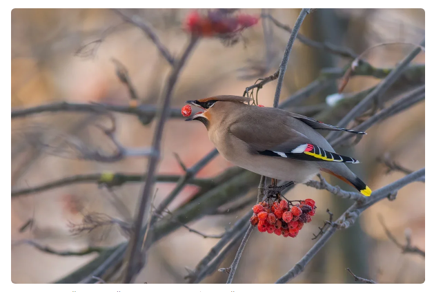 Waxwing: They are alive, but they are drunk. Russian birds are drinking like hell. How to help alcoholic birds? - Waxwing, Birds, Animals, Informative, Yandex Zen, Longpost