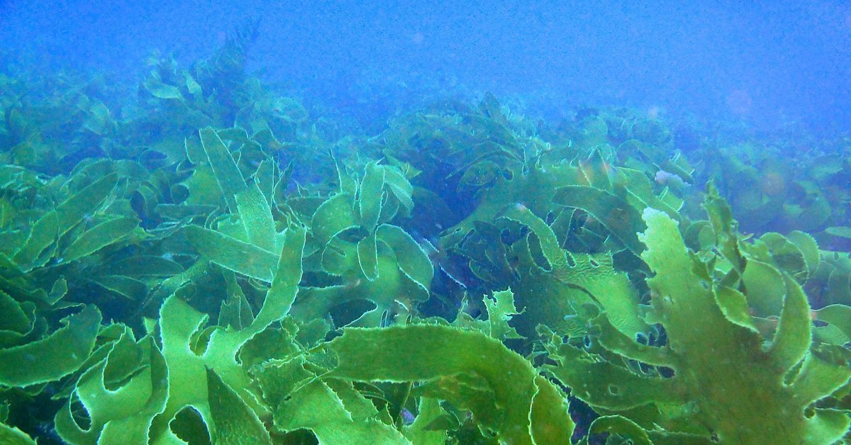 Съедобные водоросли черного моря фото и названия