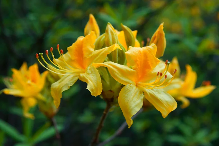 May flowers - My, Wildflowers, May, Beshtau, Beshtaugorsky Reserve, Longpost