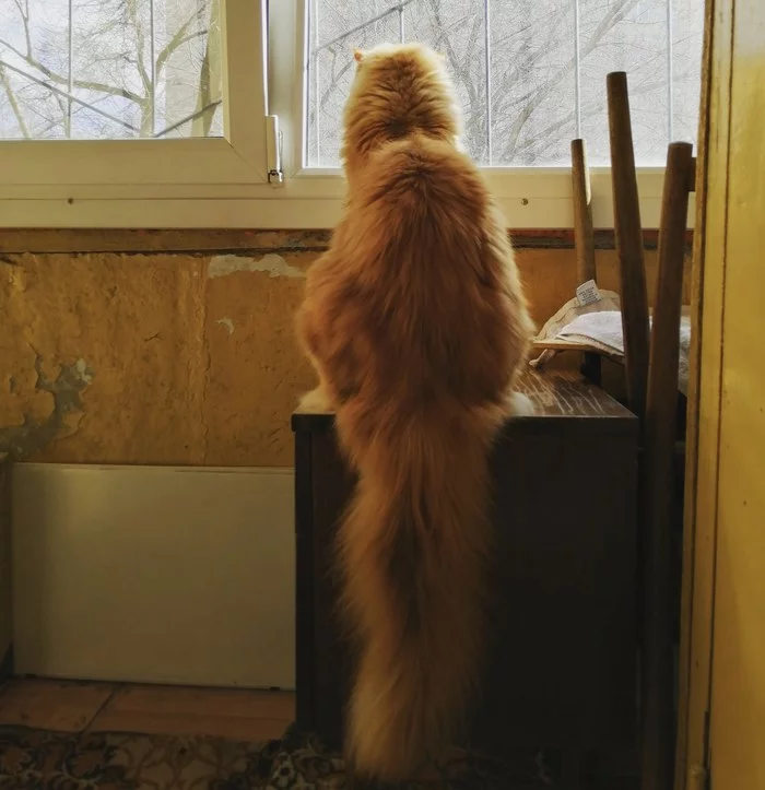 Tail! - My, cat, Maine Coon, Redheads