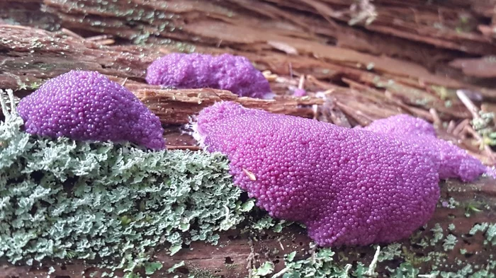 Tubifera - Slime molds, Forest