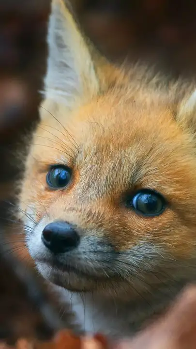 Are foxes really as cunning as in fairy tales? Fox intelligence - My, Animals, Zoopsychology, Video, GIF, Longpost, Interesting, Fox, Milota, Canines