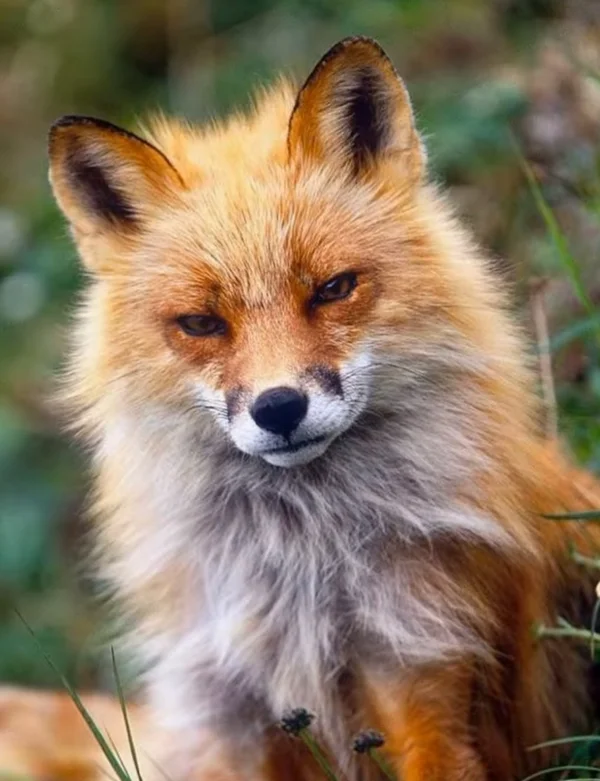 Are foxes really as cunning as in fairy tales? Fox intelligence - My, Animals, Zoopsychology, Video, GIF, Longpost, Interesting, Fox, Milota, Canines