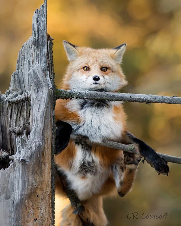 Are foxes really as cunning as in fairy tales? Fox intelligence - My, Animals, Zoopsychology, Video, GIF, Longpost, Interesting, Fox, Milota, Canines