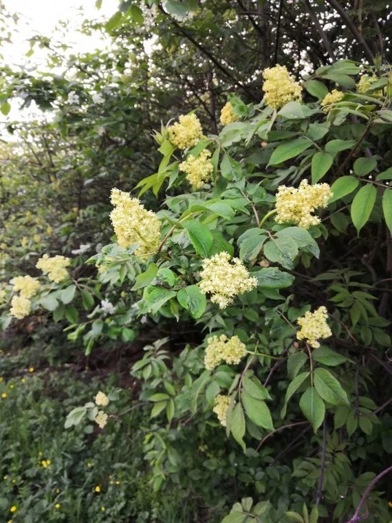 The discreet beauty of elderberry - My, Spring, Nature, Elder, Bloom