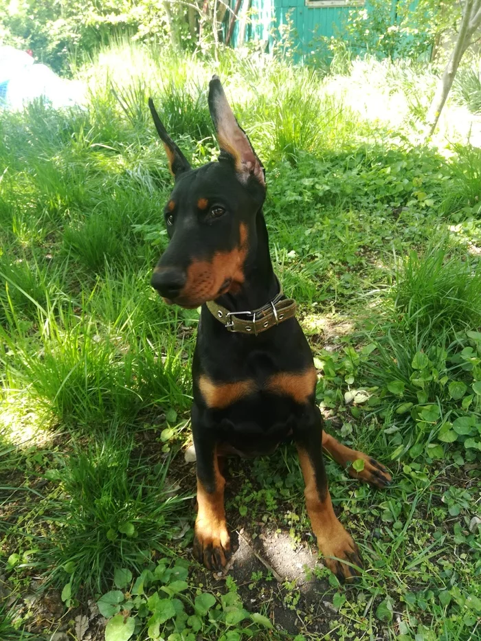 How did Thea, or the Doberman dog, appear? - My, Doberman, Dog, Longpost