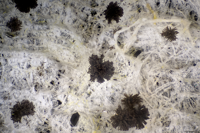 Плесень на туалетной бумаге