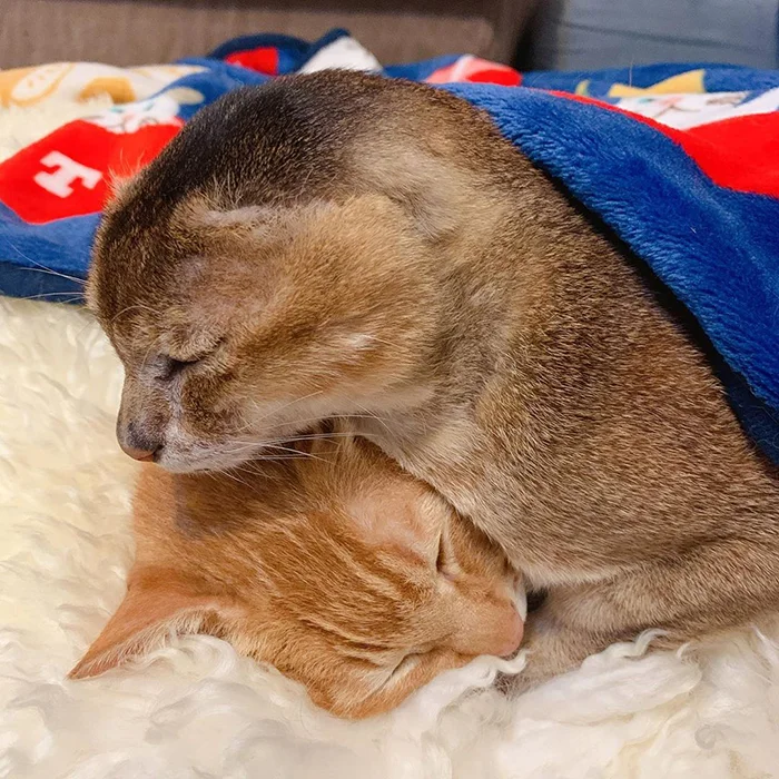 The cat who lost his ears found a new home and best friend - cat, Bum, Ears, The rescue, Pets, Animals, Longpost, Abyssinian cat