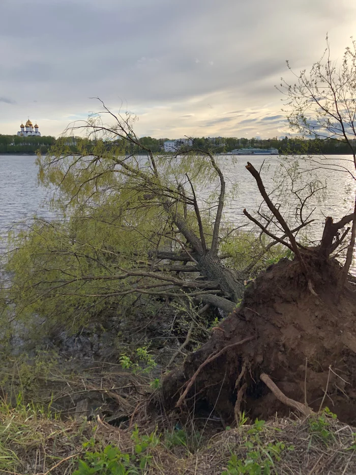 In Yaroslavl, due to improper discharge of water from a hydroelectric power station, the Volga overflows its banks - My, Tree, Nature, Forest, Willow, Birch, River, Volga, Yaroslavl, Longpost