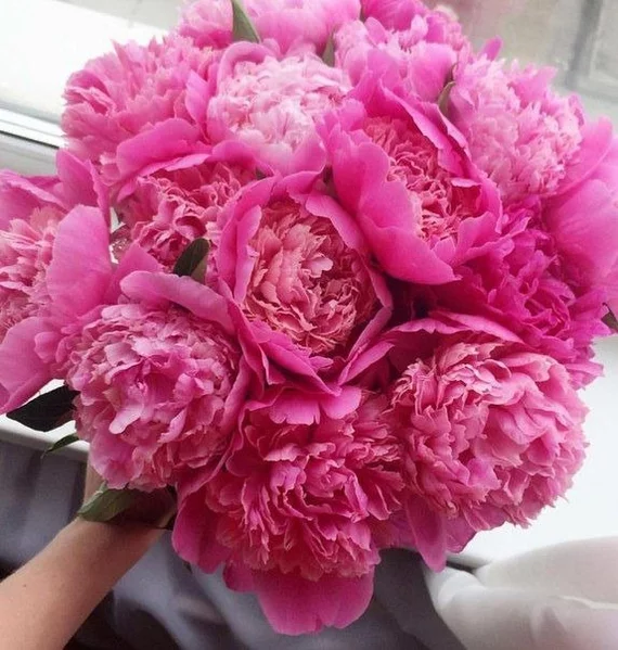 Peonies are beautiful! - Peonies, Pink peonies, Flowers