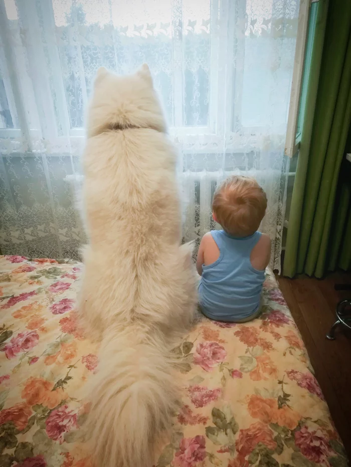 Two friends want to go for a walk, but it’s raining outside... - My, Children, Pets, Samoyed, Dogs and people, Dog