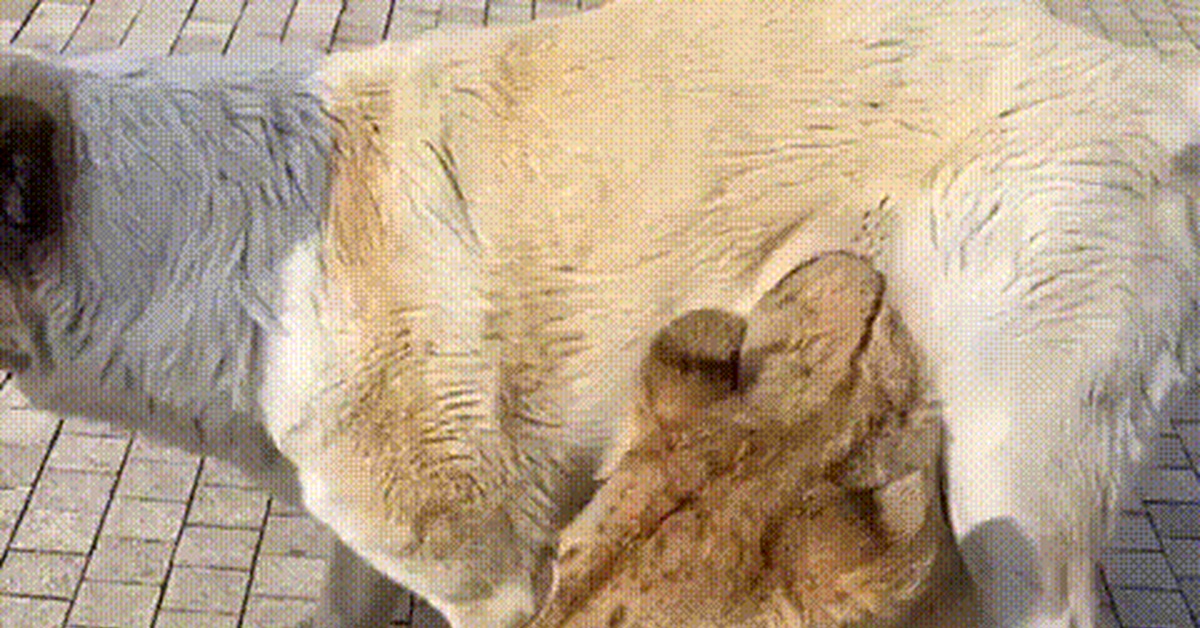 Levalabay the catdog - Animals, a lion, Alabai, Mikhail Zaretsky, GIF