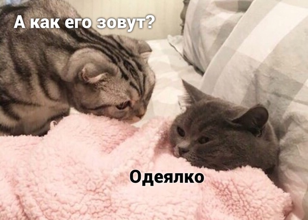 Such love. Краденый шашлык. Кошка наташка. Наташка спит. Наташа и коты оригинал.