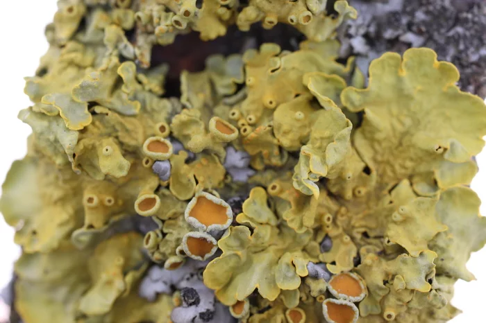 Some lichens and other vegetation from the balcony - My, Balcony, cat, Lichen, Elm, Celandine, Blooming Sally, Longpost