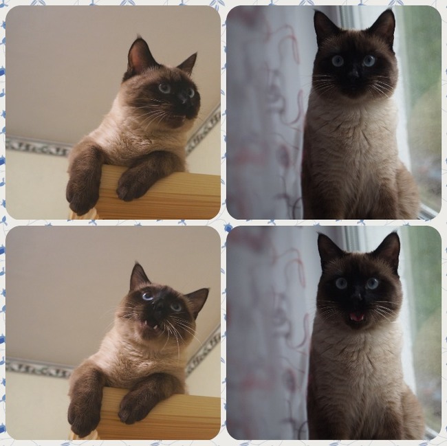 Photo selection @luckykitty4u - My, cat, Thai cat, Humor, Milota, Siamese cat, Photo hitch, Longpost