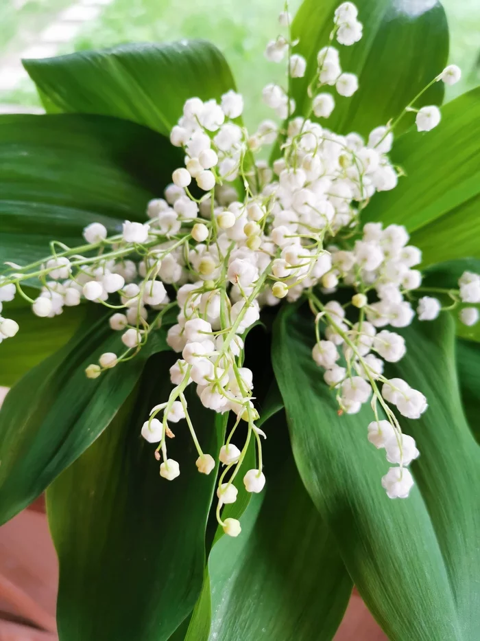 ...Bela has a bouquet of lilies of the valley... - My, Lilies of the valley, Weeds, beauty