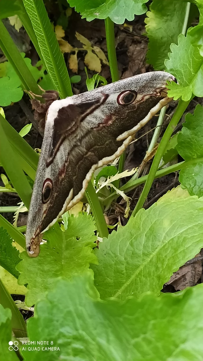 Gorgeous - Moths, Nature, Longpost