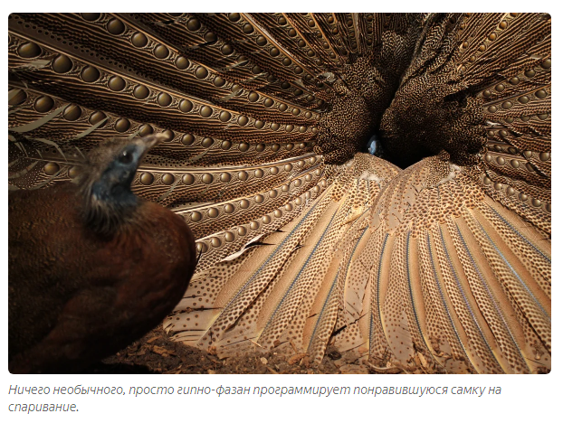 Argus Pheasant: The peacock nervously smokes on the sidelines. An underrated pontarez of the animal kingdom - Pheasant, Birds, Animals, Yandex Zen, GIF, Longpost