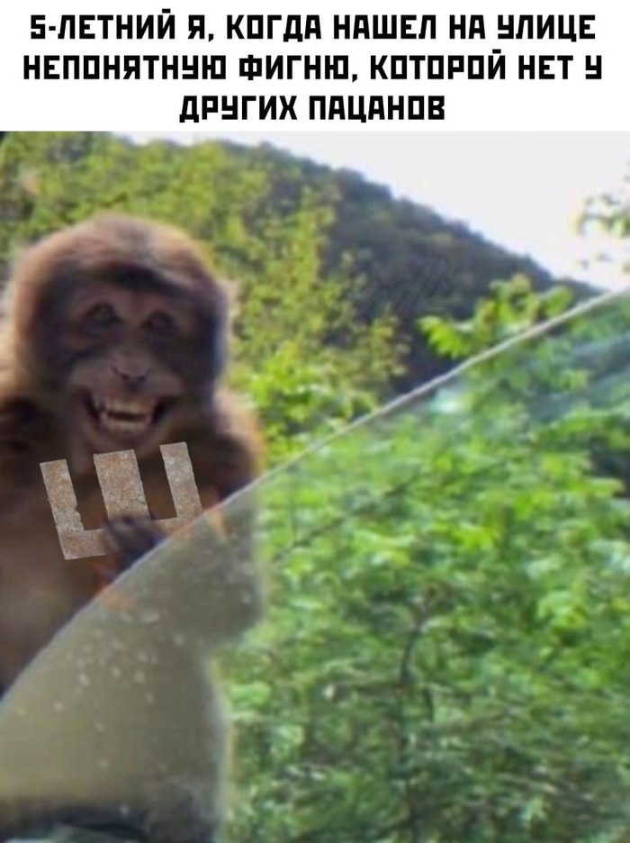 В детстве собирали их и кидались как ниндзя сюрикенами