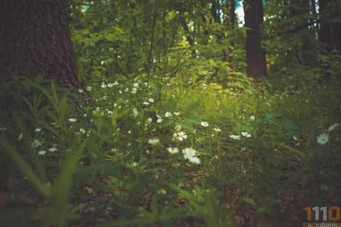 Another piece of Kumysnaya meadow - My, Saratov, Weekend, Kumysnaya Polyana, Lightroom, Nikon d3100, Longpost