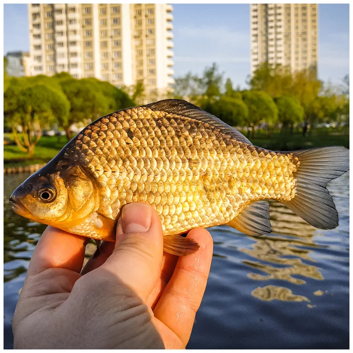 Catching spring crucian carp with a spinning rod. Mormyshing on the city pond - My, Fishing, Spinning, Ultralight, Carp, Perch, Rotan, Mormyshka, Microjig, Video, Longpost