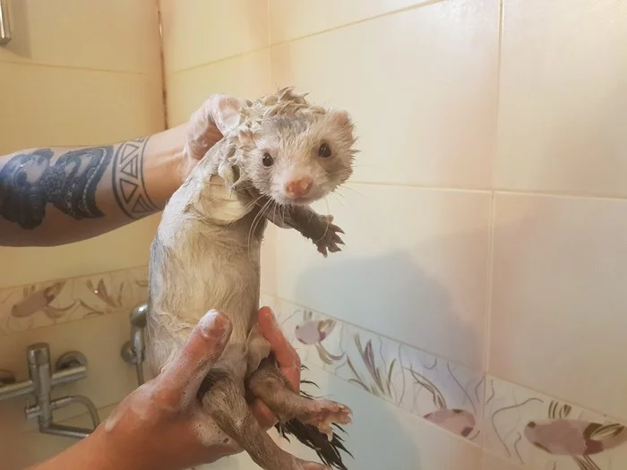 Washing day - My, Ferret, Milota, Pets, Bath, Video, Longpost