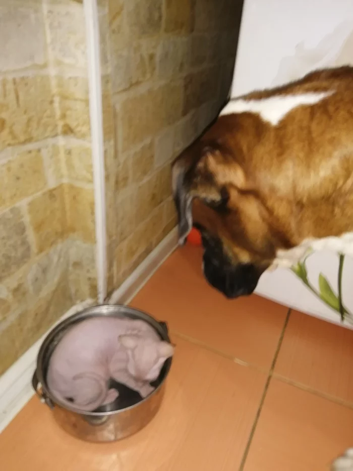 The cat fell asleep in the dog's bowl - My, Dog, cat, Longpost