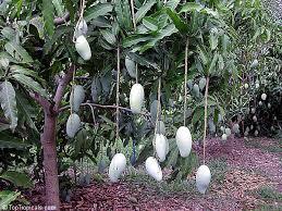 Mango tropical plants - My, Mango, Asia, Video, Longpost